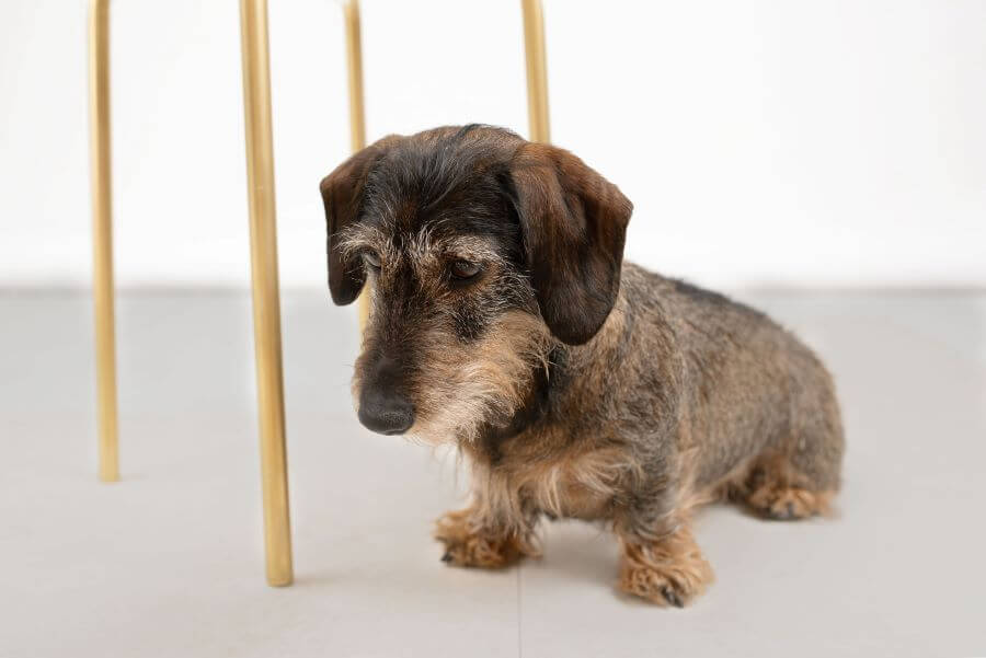 Otto. Image shows wirehaired dachsund looking at floor