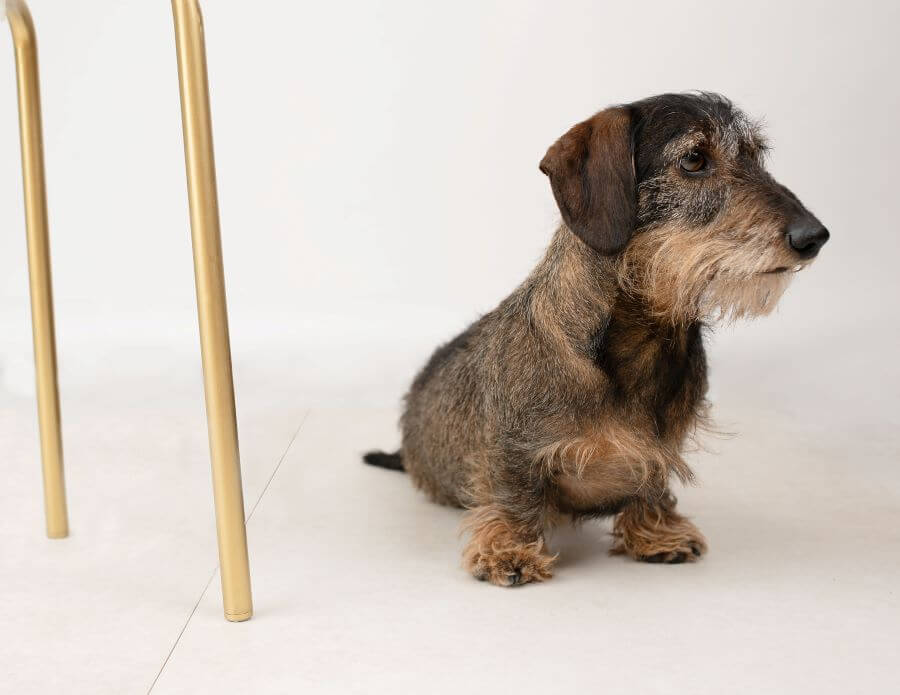 Otto. Image shows wirehaired dachsund next to stool