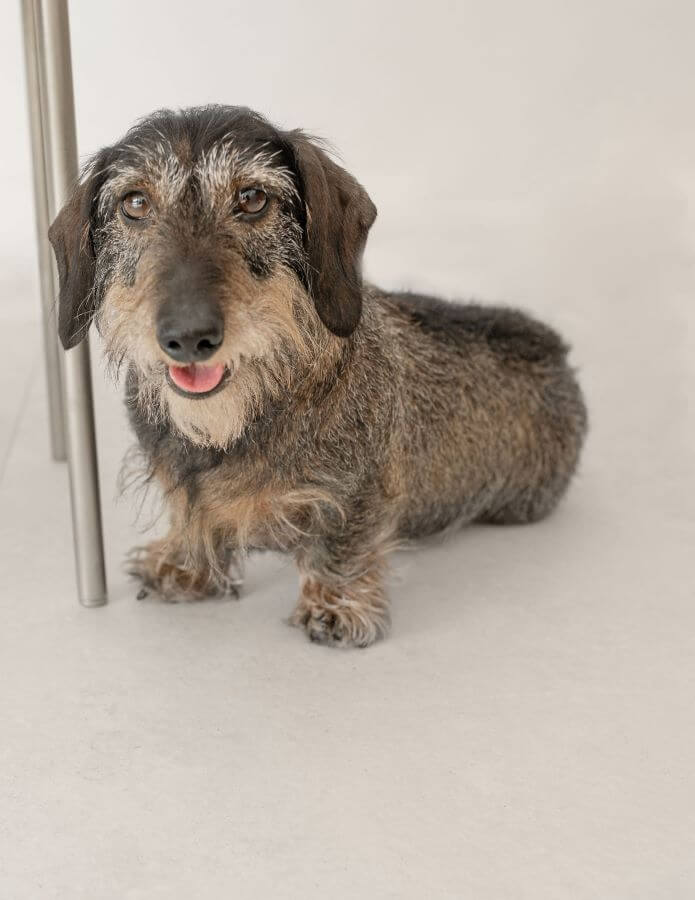 WIREHAIRED-DACHSUND-SITTING. Image shows wirehaired dachsund sitting on tiled floor